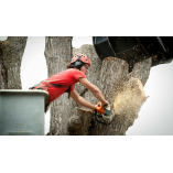 River City Tree Removal