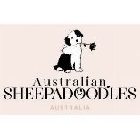 sheepadoodle puppies for sale queensland