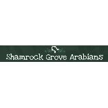 Shamrock Grove Arabians