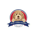 Golden Doodles in Texas