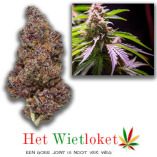 wietloket.com