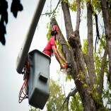 The Worlds Borough Tree Removal Experts