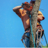 Wisconsin Rapids Tree Service Pros