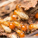 Summer Capital Termite Removal Experts