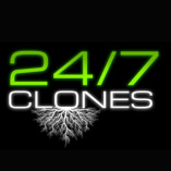 24/7 Clones