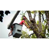 The Peak of Good Living Tree Service