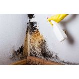 The Mold Inspectors of Louisville