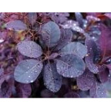 plants with purple leaves