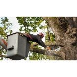 The Forest City Tree Service