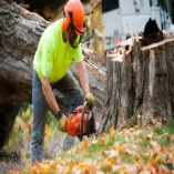 Prairie City Tree Service