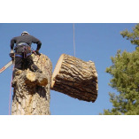 Livonia Tree Removal