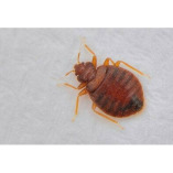 Bed Bug Control Perth