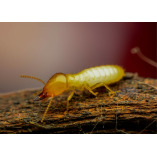 Military City Termite Removal Experts