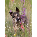 Preston Designs Photography