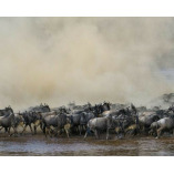 Wildebeest Migration Updates