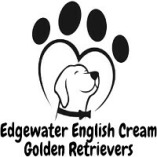 Edge Water English Cream Golden Retrievers