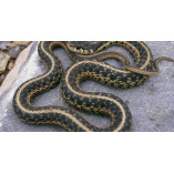 atlanta snake removal