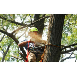 ArboristBallarat.com.au