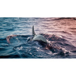Panama City Beach Dolphin Tours & More