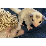 Pet Hedgehogs, Sugar Gliders and Ferret