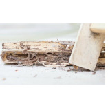 Cherry City Termite Removal Experts