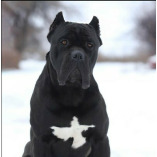 Cane Corso T Shirt