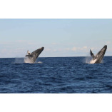 cape cod whale watching