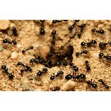 Pest Control Solutions of Leather City