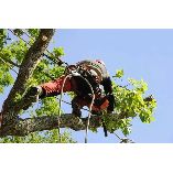 Flash Tree Surgeon Barnet