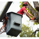 Corporate Capital Tree Service