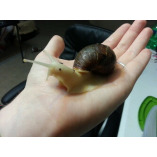 snails4you