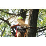 ArboristsToowoomba.com.au