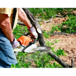 Chesterland Tree Service