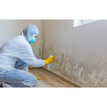 Mold Experts of the Bronx