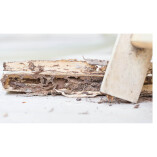 Cary Termite Removal Experts