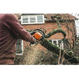 Tree Service St Louis