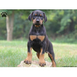 Dobermanrottweiler