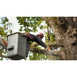 Marquand Park Tree Removal Experts