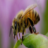 Bee Control Brisbane