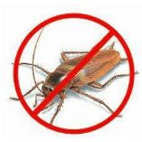 Panther Cockroach Control Brisbane