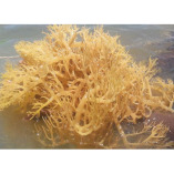 Irish Moss vs Sea Moss - Does It Really Work?