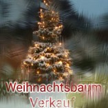 Weihnachtsbaum Verkauf logo