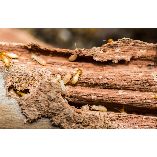 Silicon Desert Pest Control Solutions