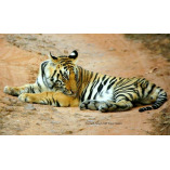 Tiger Safari Bandhavgarh