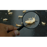 Aquifer Termite Removal Experts