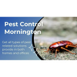 Pest Control Mornington