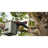 Presidents City Tree Removal Solutions