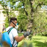 Gate City Tree Service