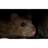 Rodent Riddance Hampshire