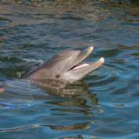 Panama City Beach Dolphin Snorkeling Tours